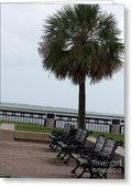 Coastal Park with Benches - Greeting Card