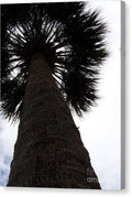 Majestic Palm from Below - Canvas Print