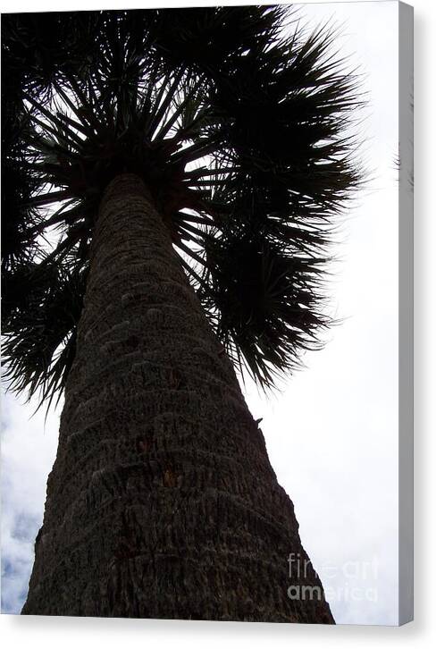 Majestic Palm from Below - Canvas Print