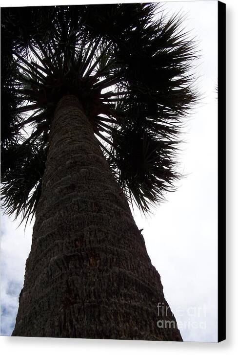 Majestic Palm from Below - Canvas Print