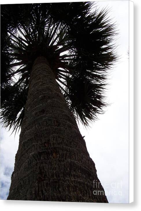 Majestic Palm from Below - Canvas Print