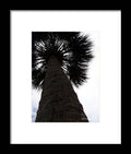 Majestic Palm from Below - Framed Print