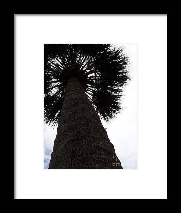 Majestic Palm from Below - Framed Print