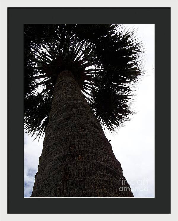 Majestic Palm from Below - Framed Print