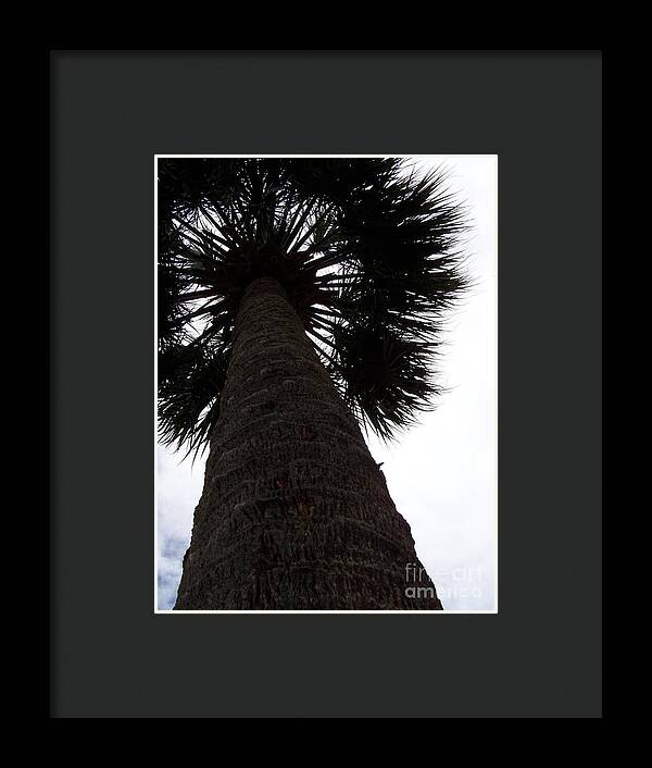Majestic Palm from Below - Framed Print