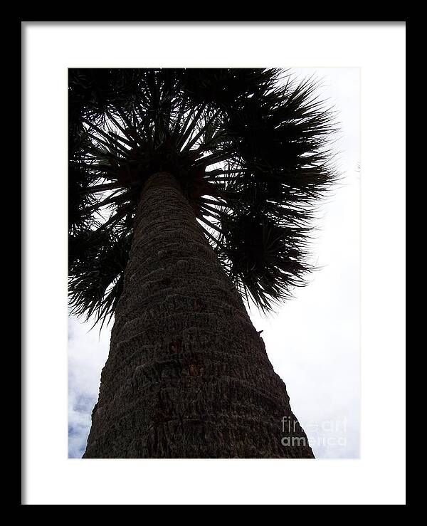 Majestic Palm from Below - Framed Print
