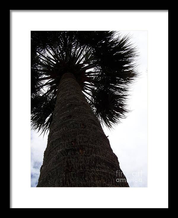Majestic Palm from Below - Framed Print