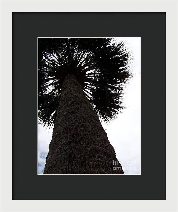 Majestic Palm from Below - Framed Print