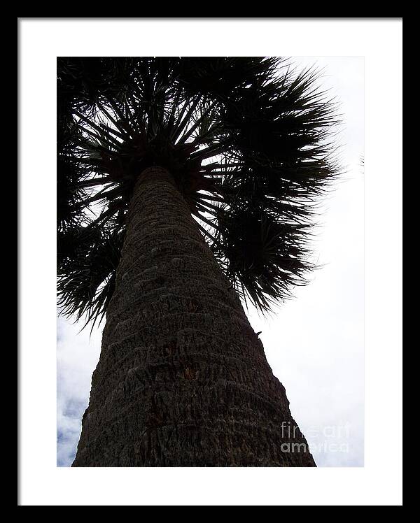 Majestic Palm from Below - Framed Print