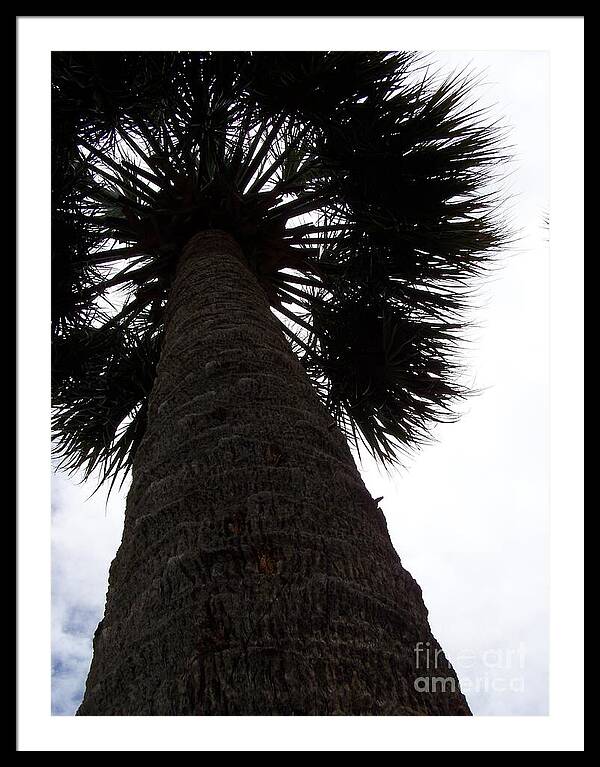 Majestic Palm from Below - Framed Print