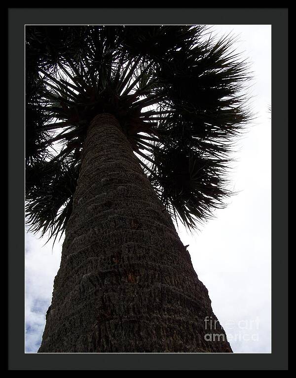 Majestic Palm from Below - Framed Print
