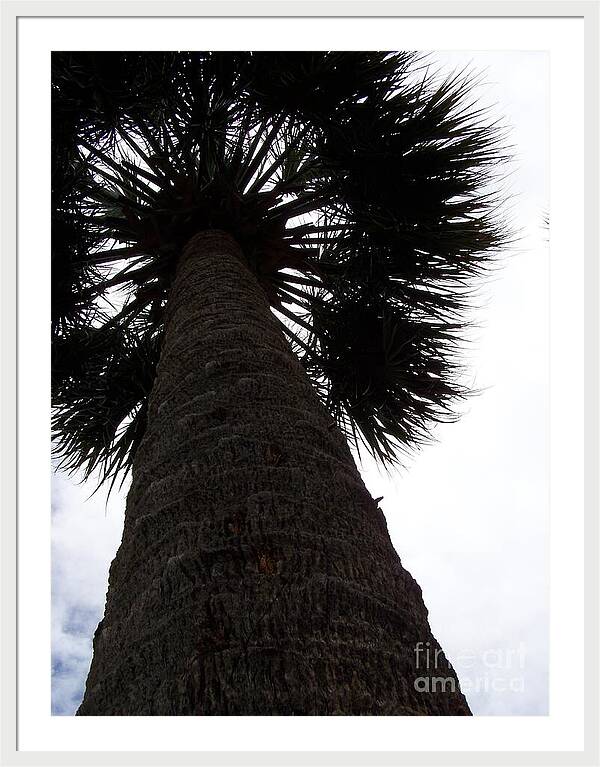 Majestic Palm from Below - Framed Print