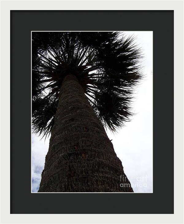 Majestic Palm from Below - Framed Print
