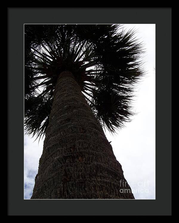 Majestic Palm from Below - Framed Print