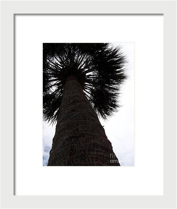 Majestic Palm from Below - Framed Print