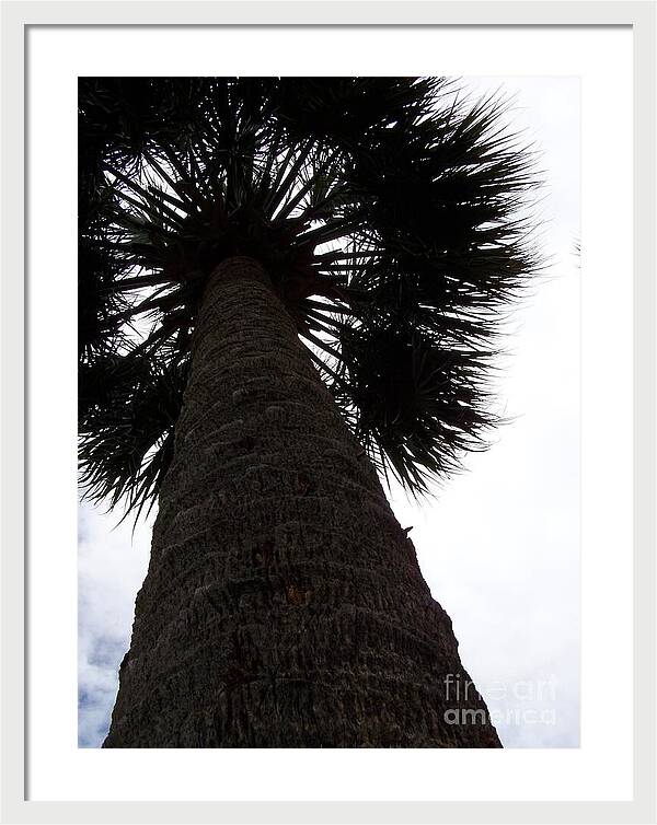 Majestic Palm from Below - Framed Print