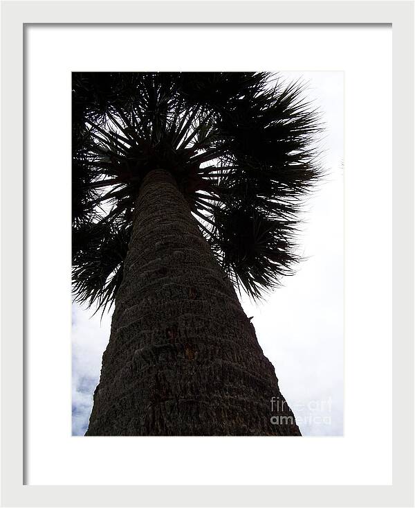 Majestic Palm from Below - Framed Print