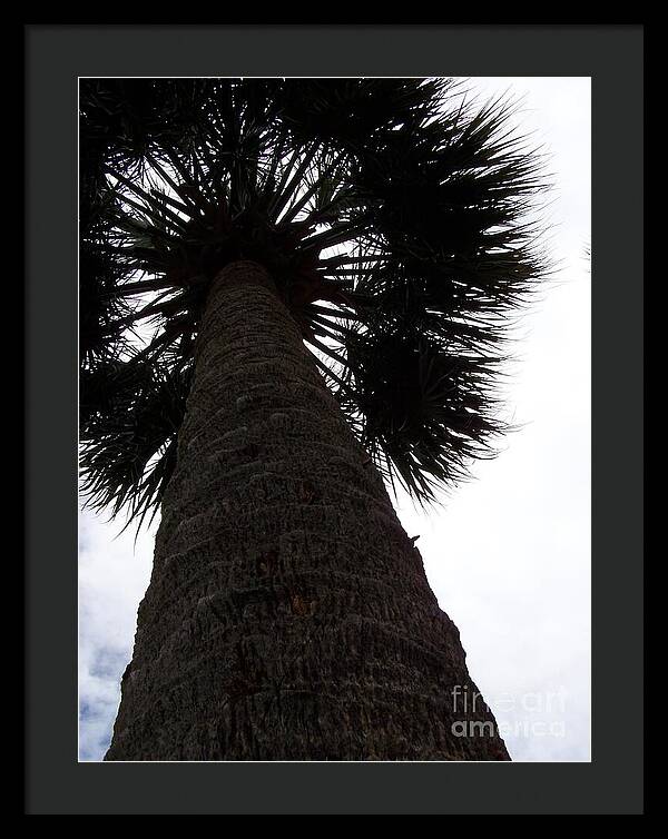 Majestic Palm from Below - Framed Print