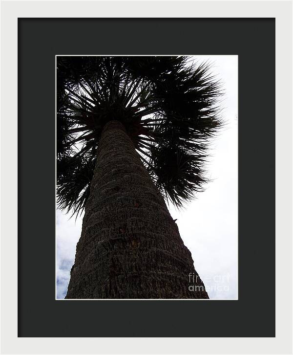 Majestic Palm from Below - Framed Print