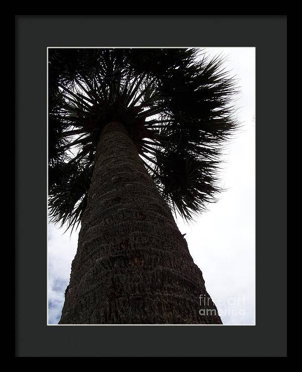 Majestic Palm from Below - Framed Print