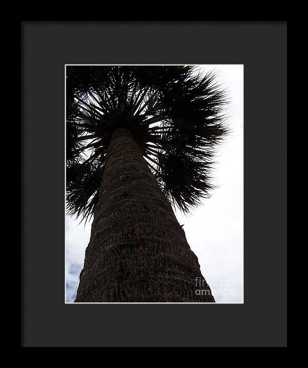 Majestic Palm from Below - Framed Print