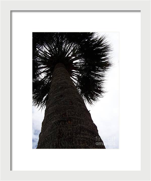 Majestic Palm from Below - Framed Print
