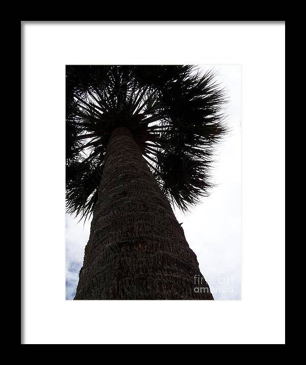 Majestic Palm from Below - Framed Print