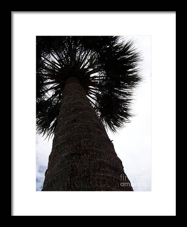 Majestic Palm from Below - Framed Print