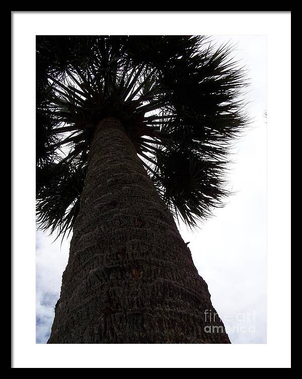 Majestic Palm from Below - Framed Print