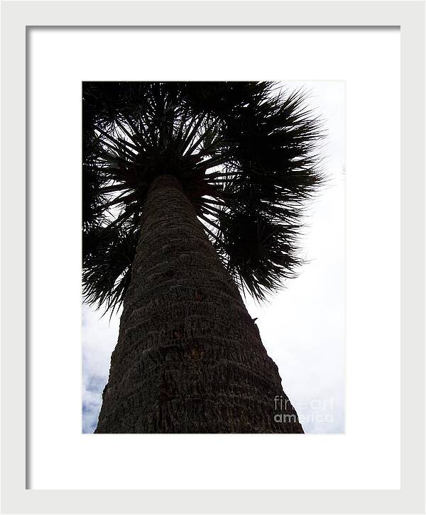 Majestic Palm from Below - Framed Print