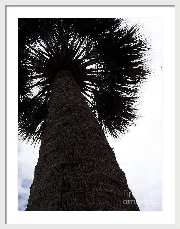 Majestic Palm from Below - Framed Print