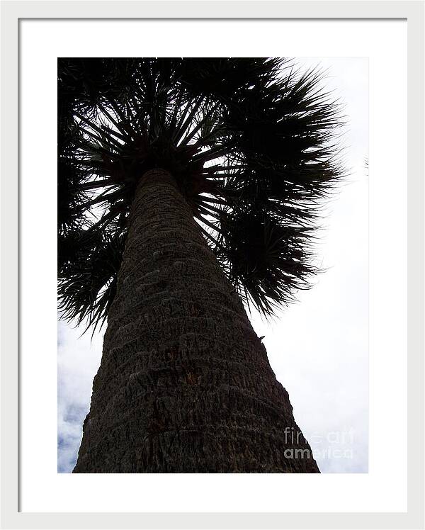 Majestic Palm from Below - Framed Print