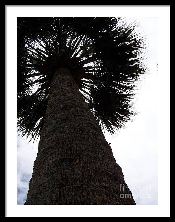 Majestic Palm from Below - Framed Print