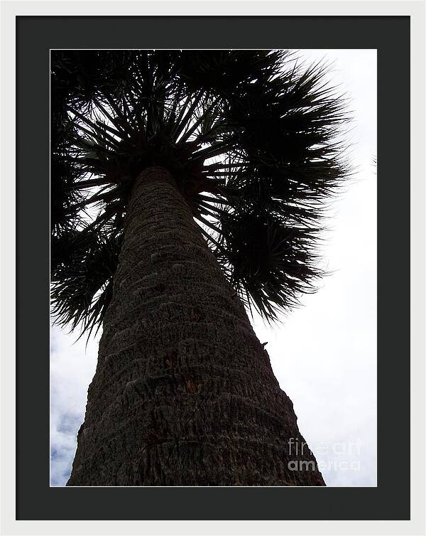 Majestic Palm from Below - Framed Print