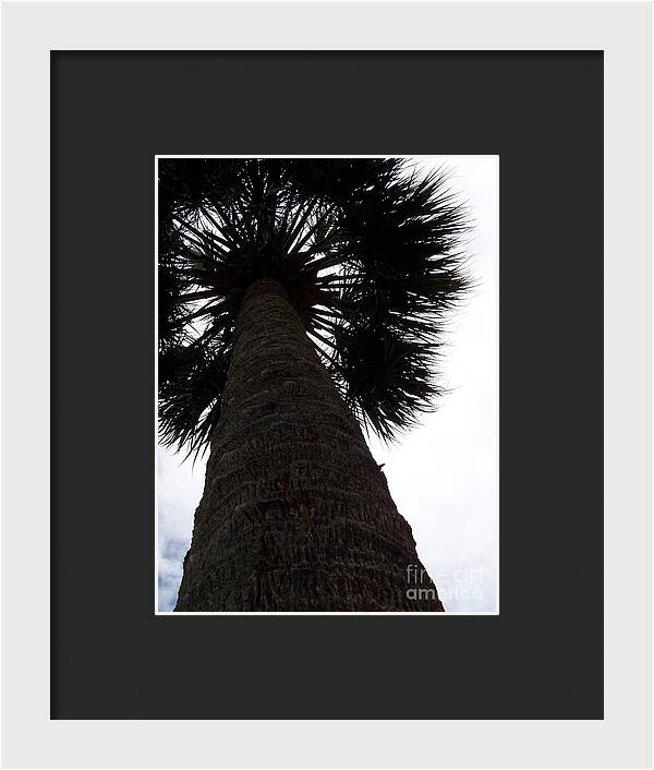 Majestic Palm from Below - Framed Print