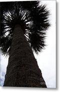 Majestic Palm from Below - Metal Print