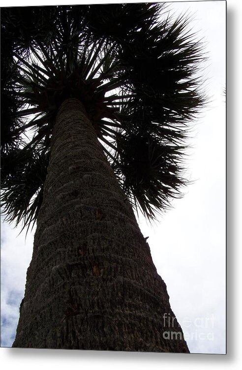 Majestic Palm from Below - Metal Print