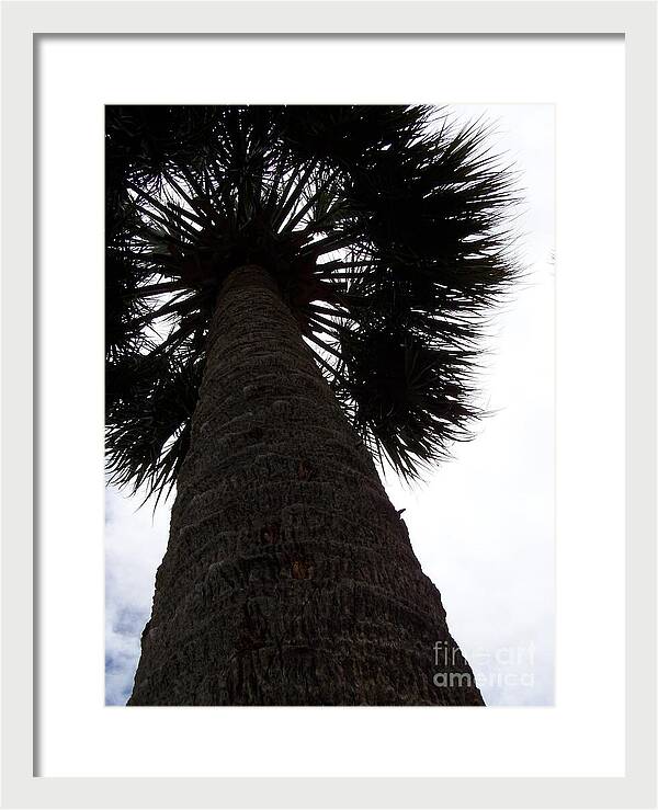 Majestic Palm from Below - Framed Print