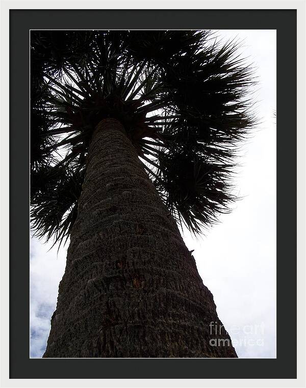 Majestic Palm from Below - Framed Print