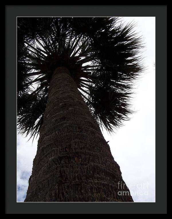 Majestic Palm from Below - Framed Print