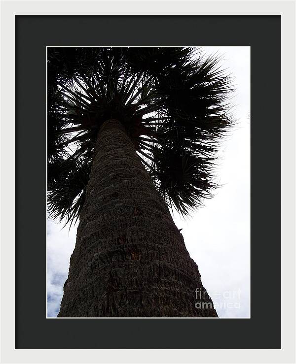 Majestic Palm from Below - Framed Print