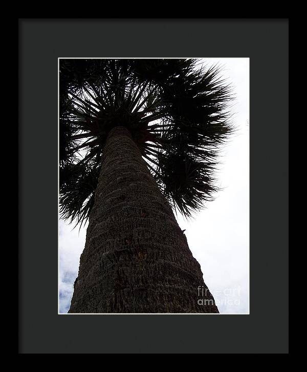 Majestic Palm from Below - Framed Print