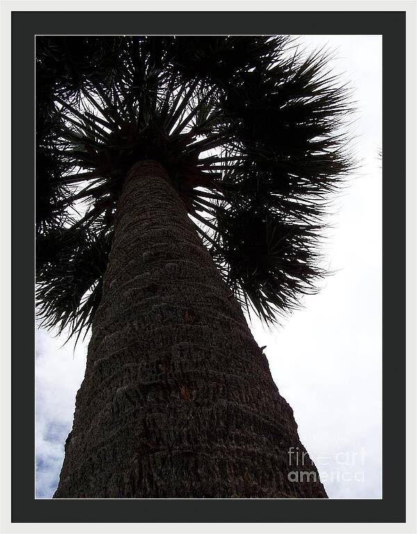Majestic Palm from Below - Framed Print