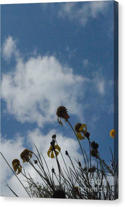 Silhouetted Wildflowers and Clouds Canvas Wall Art Print Ready to Hang