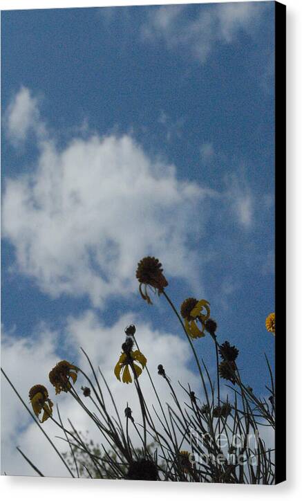 Silhouetted Wildflowers and Clouds Canvas Wall Art Print Ready to Hang