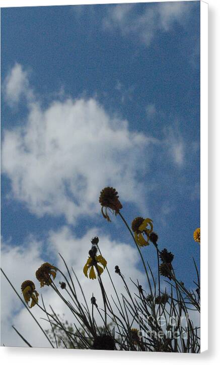 Silhouetted Wildflowers and Clouds Canvas Wall Art Print Ready to Hang