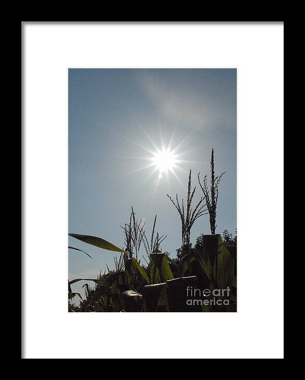 Sunlight Over Cornfield - Framed Print