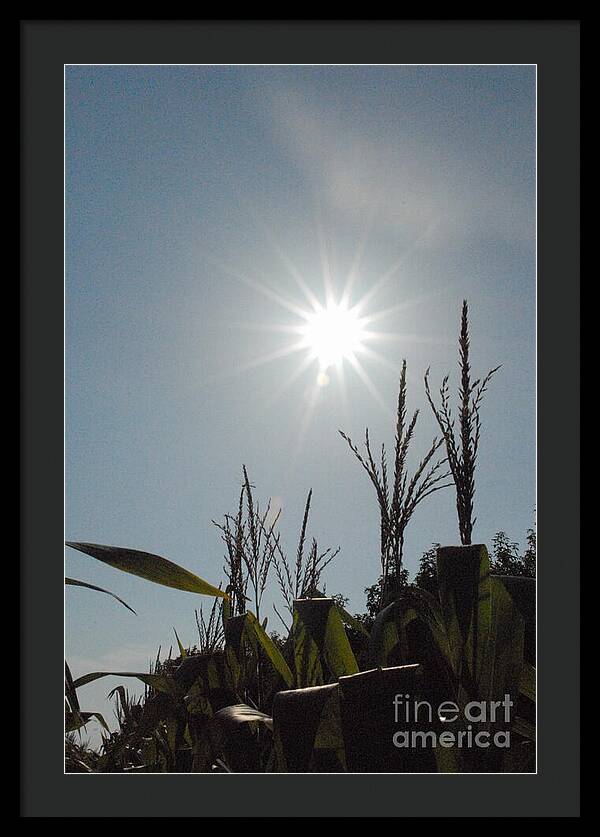 Sunlight Over Cornfield - Framed Print
