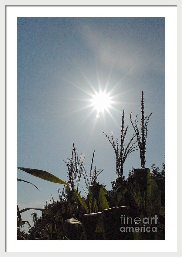 Sunlight Over Cornfield - Framed Print