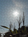 Sunlight Over Cornfield - Puzzle